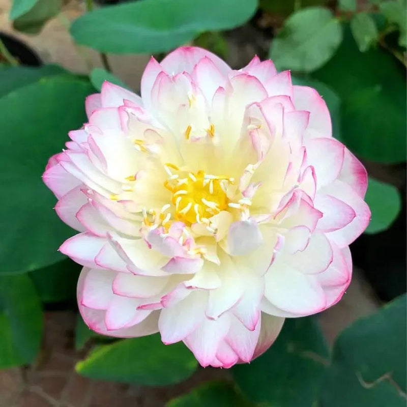 A Sagrada Flor de Lótus Bonsai