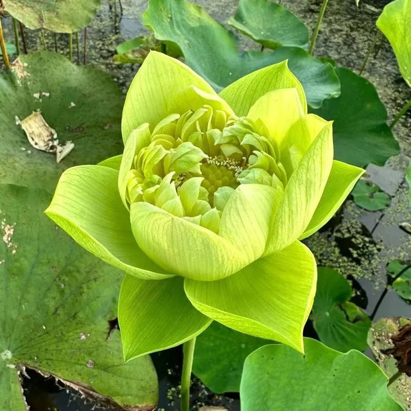A Sagrada Flor de Lótus Bonsai