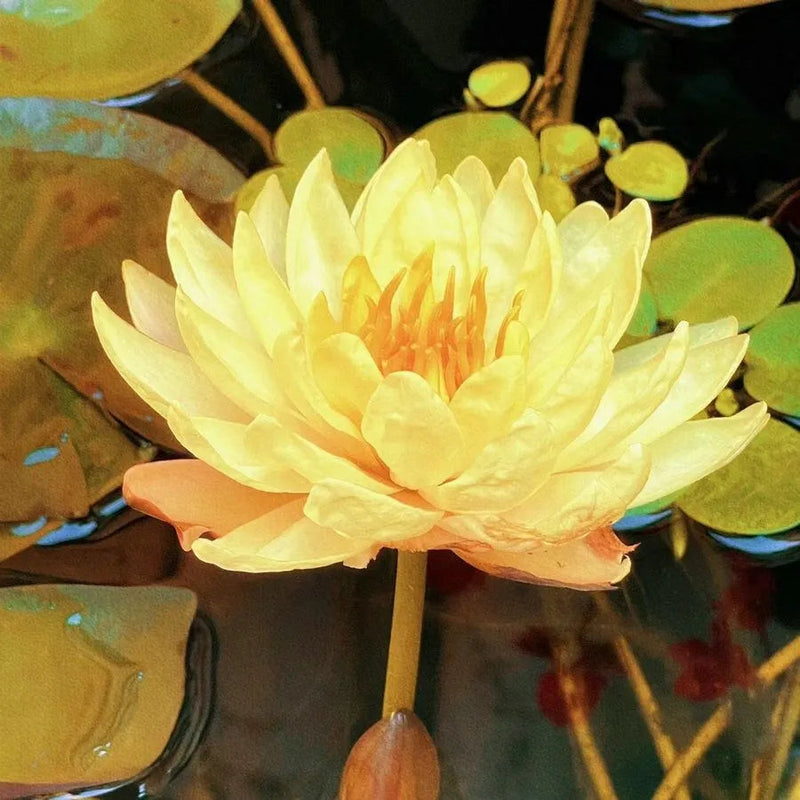 A Sagrada Flor de Lótus Bonsai