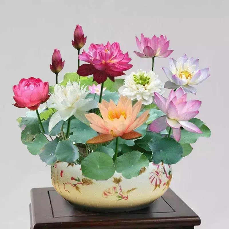 A Sagrada Flor de Lótus Bonsai