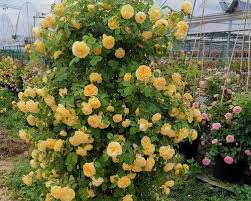 Escalando Videira Sementes de Flores de Rosa