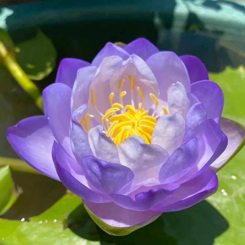A Sagrada Flor de Lótus Bonsai