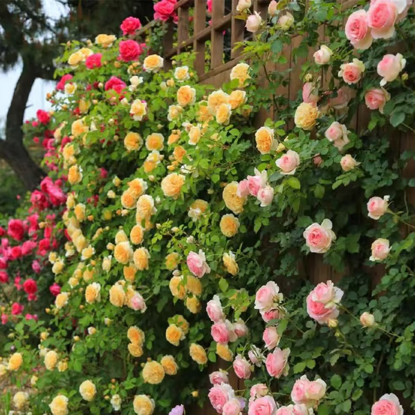 Escalando Videira Sementes de Flores de Rosa
