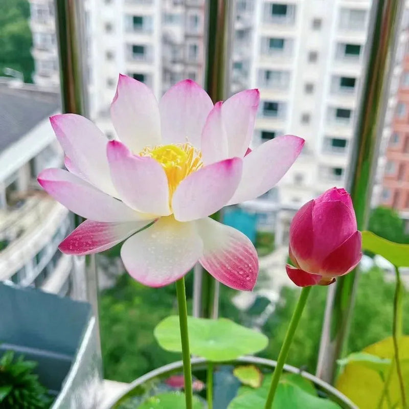 A Sagrada Flor de Lótus Bonsai