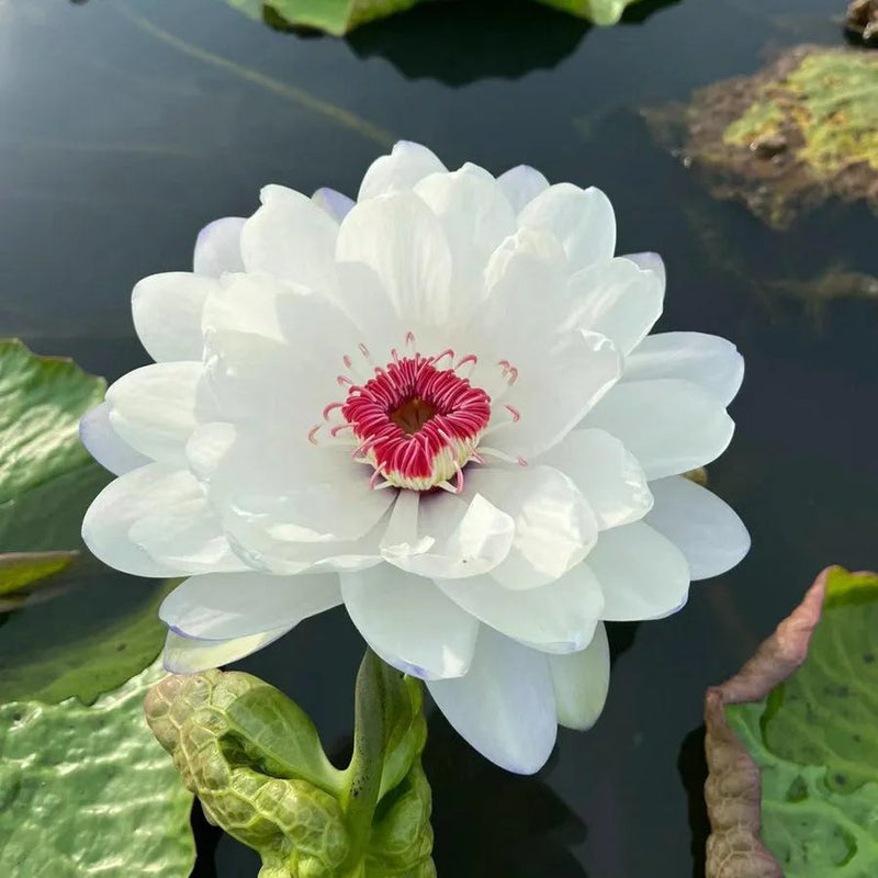 A Sagrada Flor de Lótus Bonsai
