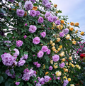 Escalando Videira Sementes de Flores de Rosa