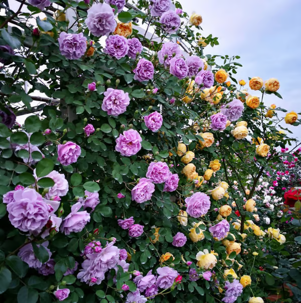 Escalando Videira Sementes de Flores de Rosa