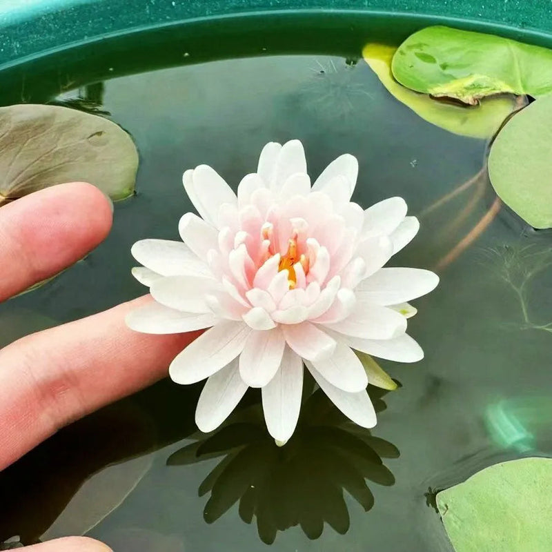 A Sagrada Flor de Lótus Bonsai