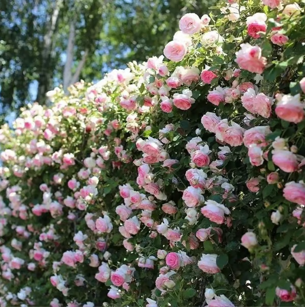 Escalando Videira Sementes de Flores de Rosa