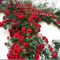 Escalando Videira Sementes de Flores de Rosa