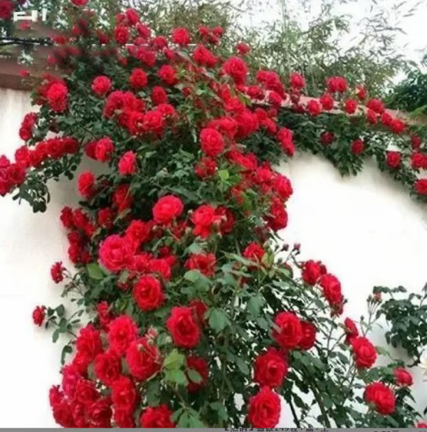 Escalando Videira Sementes de Flores de Rosa