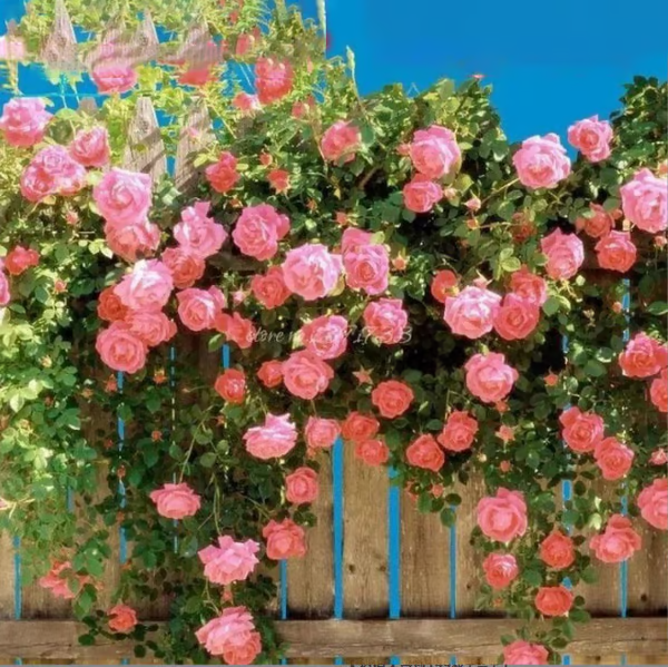 Escalando Videira Sementes de Flores de Rosa