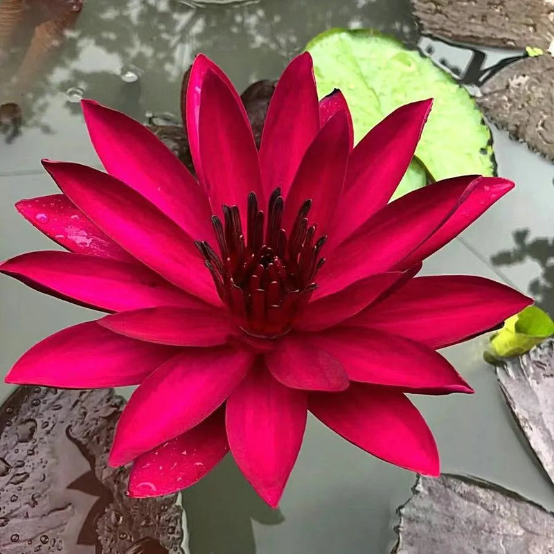 A Sagrada Flor de Lótus Bonsai