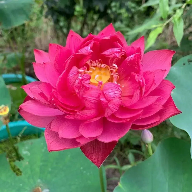 A Sagrada Flor de Lótus Bonsai